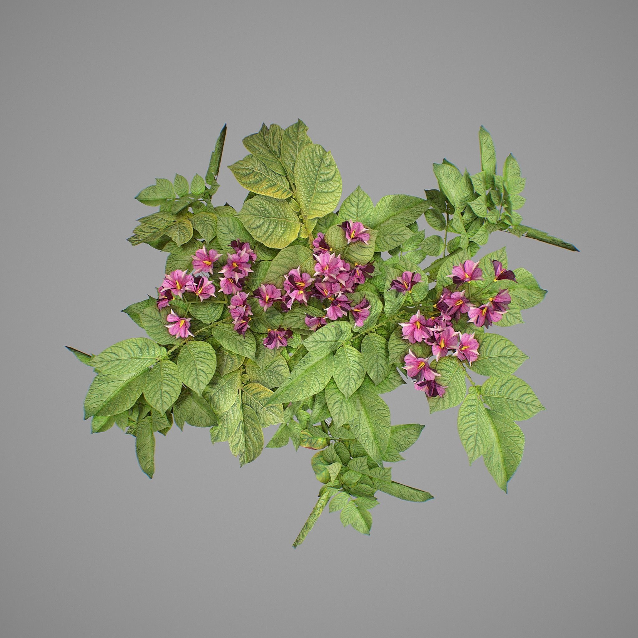 Flowering potatoes 3D model_2