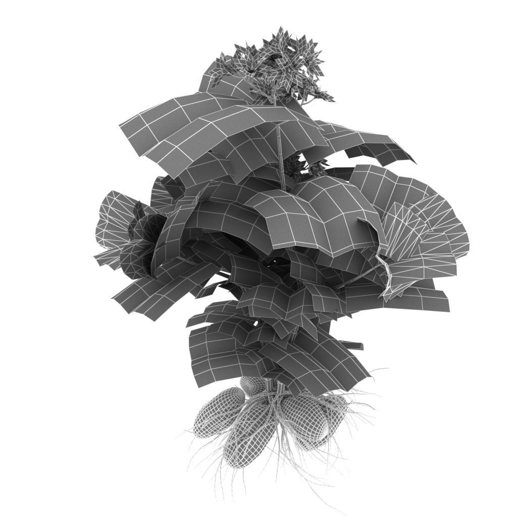 Flowering potatoes 3D model_3