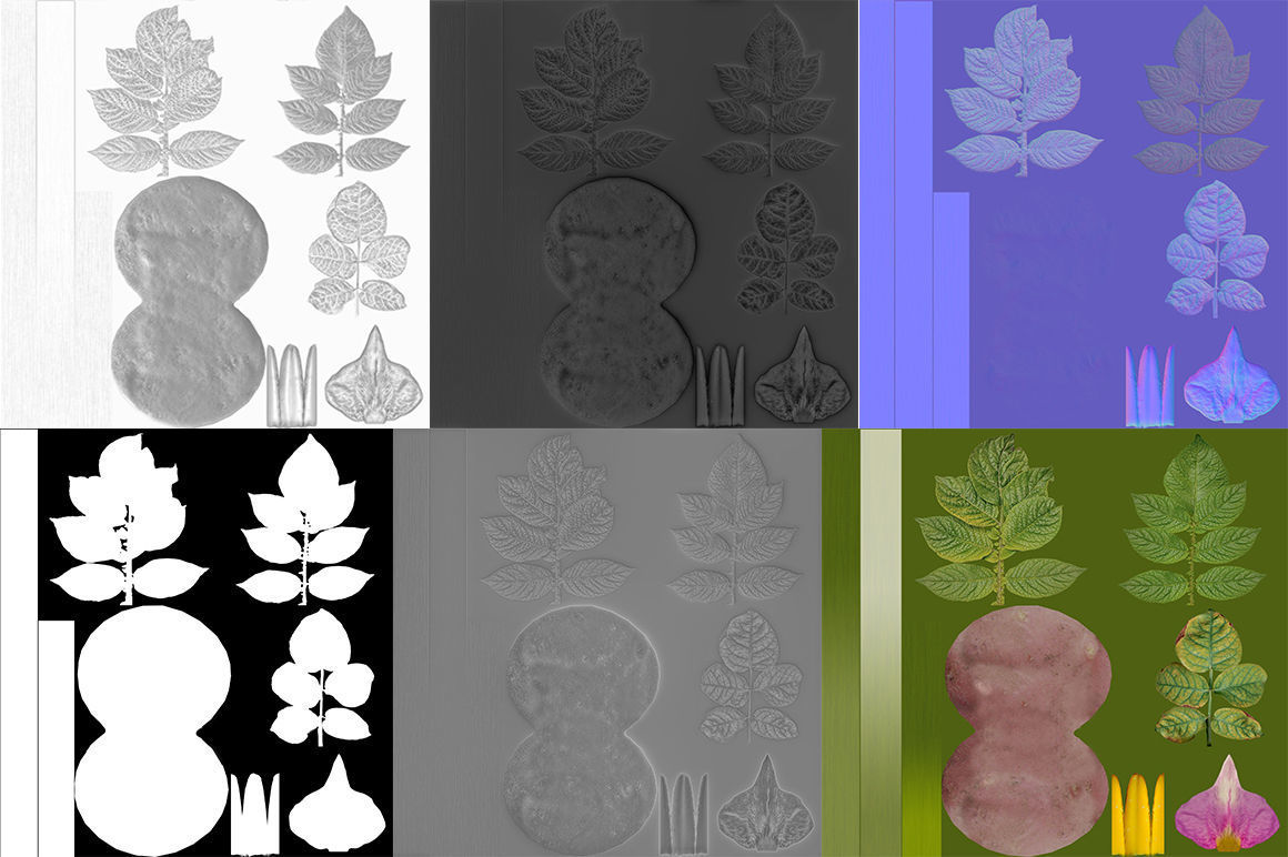 Flowering potatoes 3D model_5