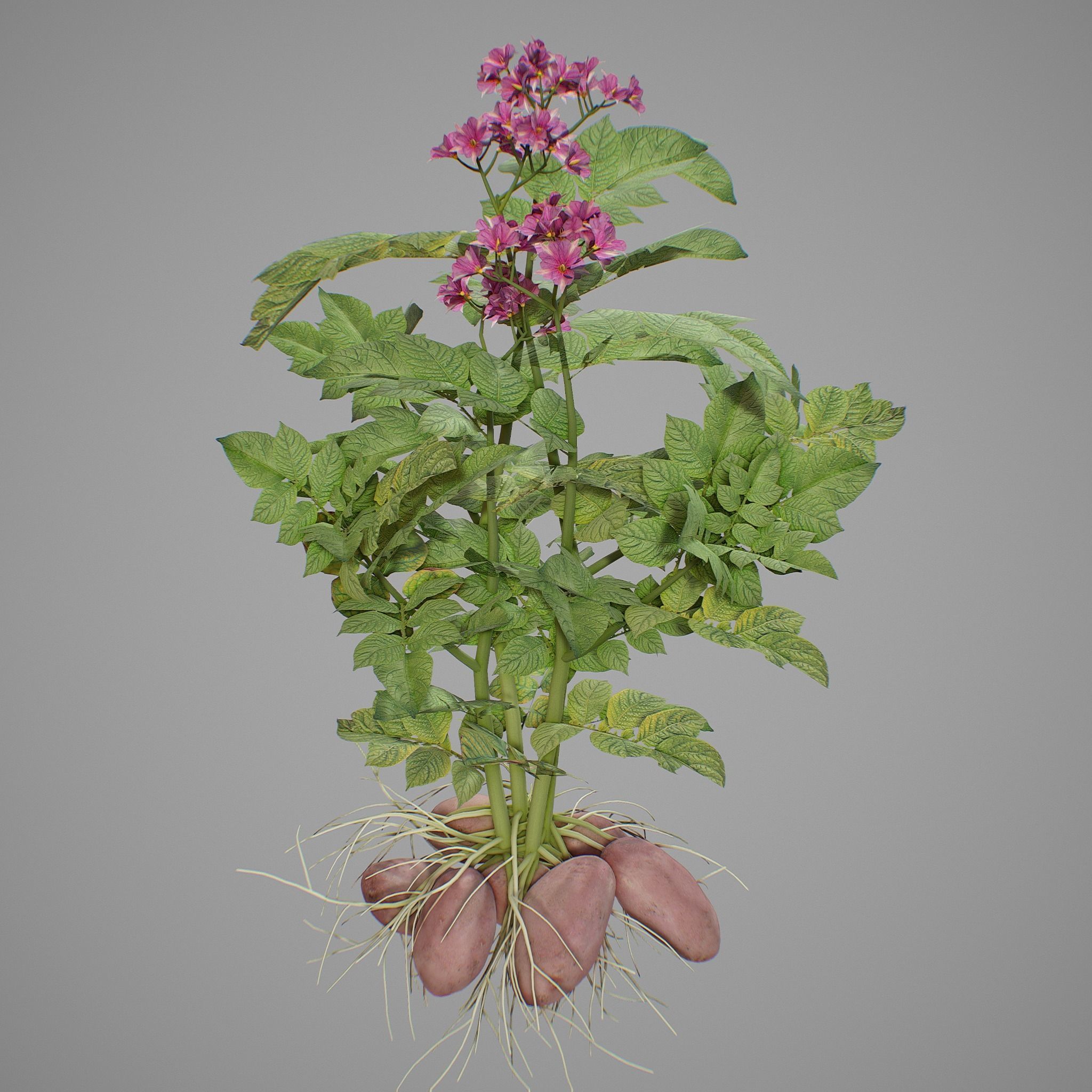 Flowering potatoes 3D model_7