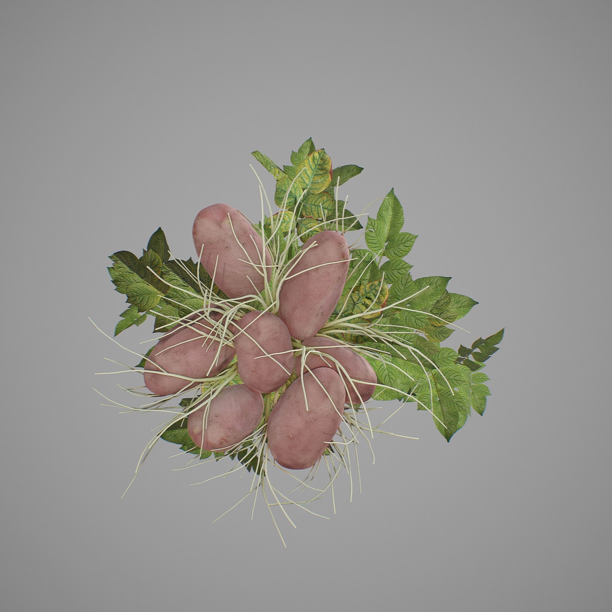 Flowering potatoes 3D model_8