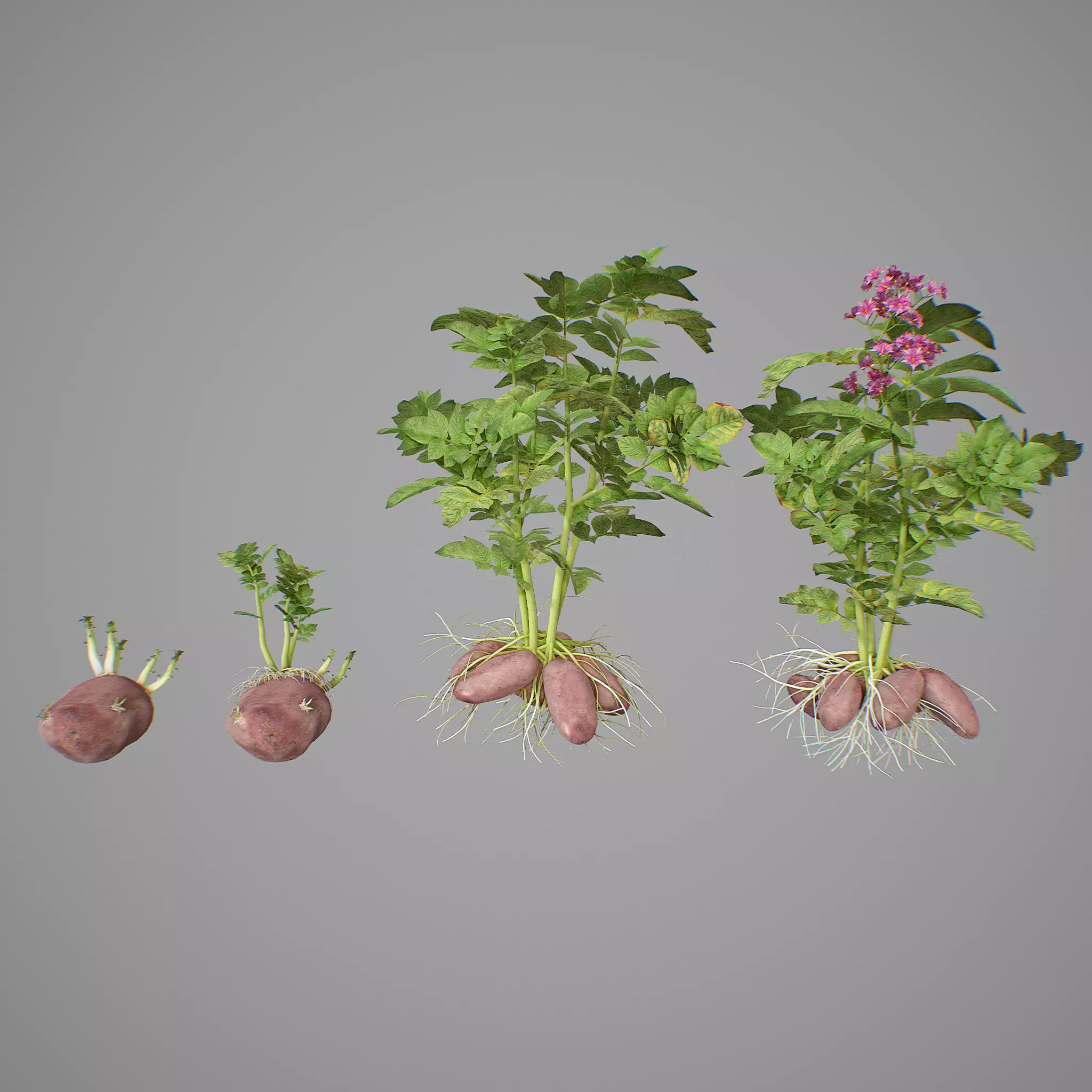 Potato tuber set 3D model