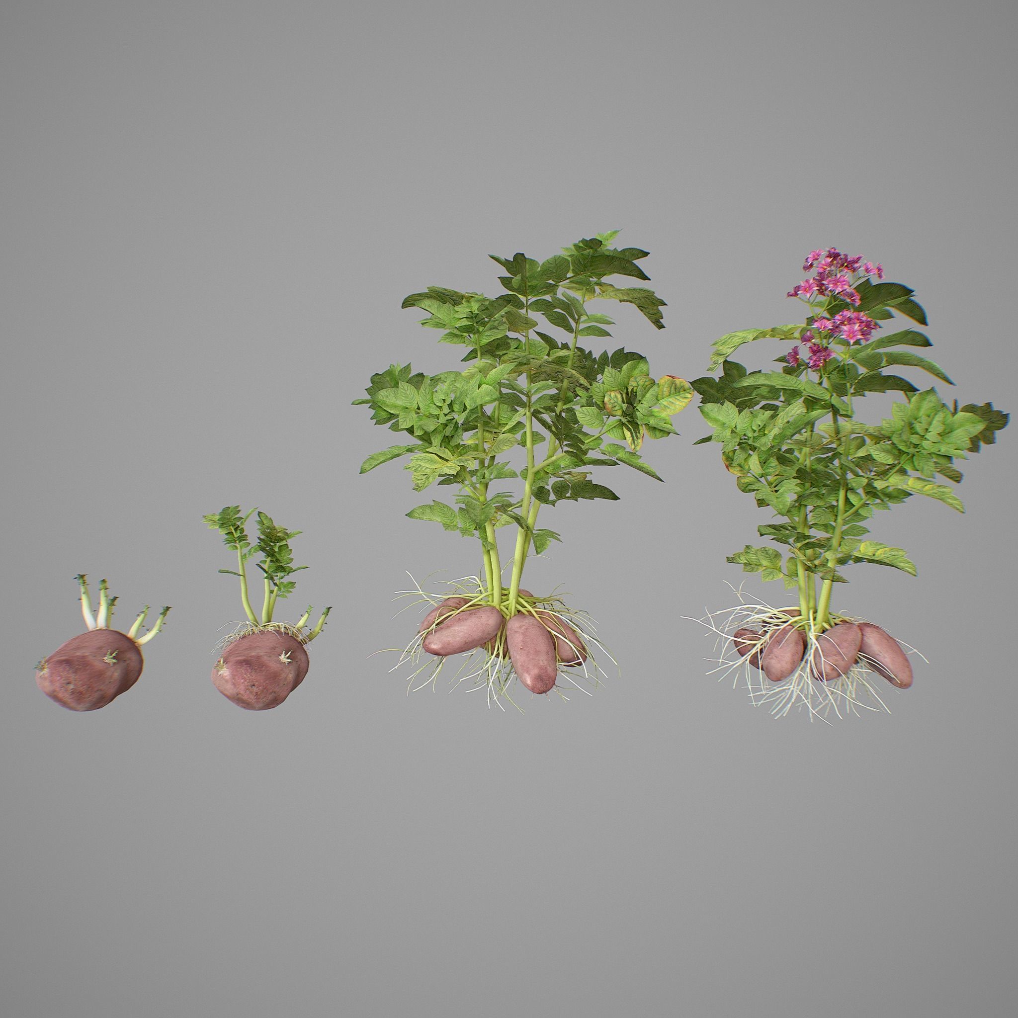 Potato tuber set 3D model CGTrader