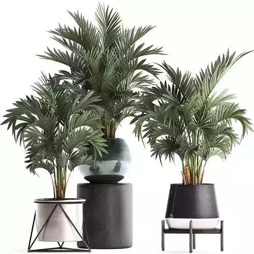 Collection of decorative palm trees in pots for home 422