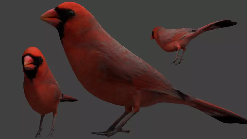 2 Birds Cardinal Red cardinal simple 3D model