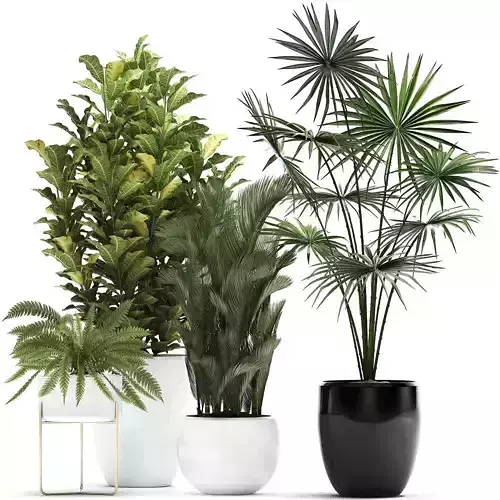 Collection of decorative plants trees in pots for home 423 3D model