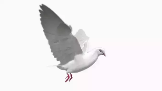 White Dove Low-poly 3D model
