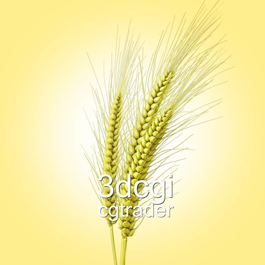 Barley wheat Low-poly 3D model_1