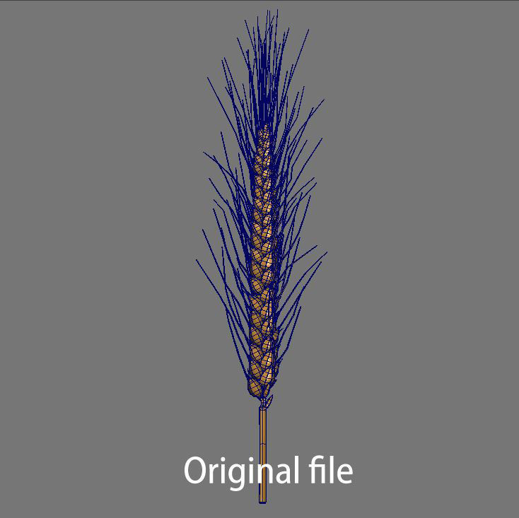 Barley wheat Low-poly 3D model_3