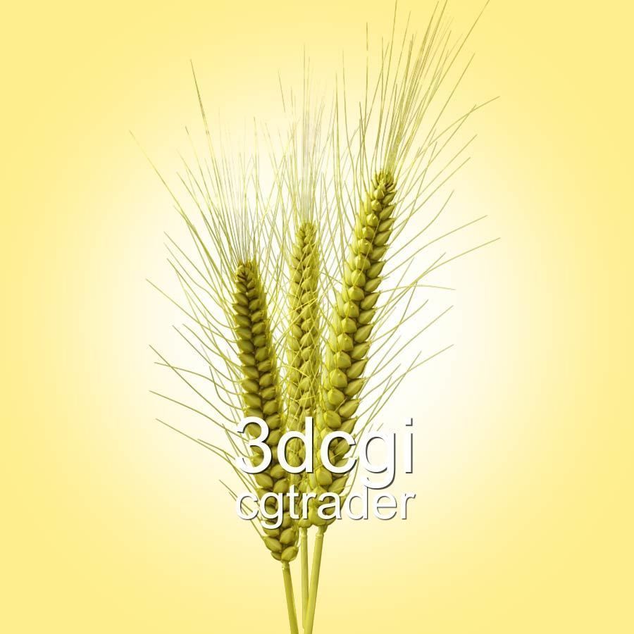 Barley wheat Low-poly 3D model_2