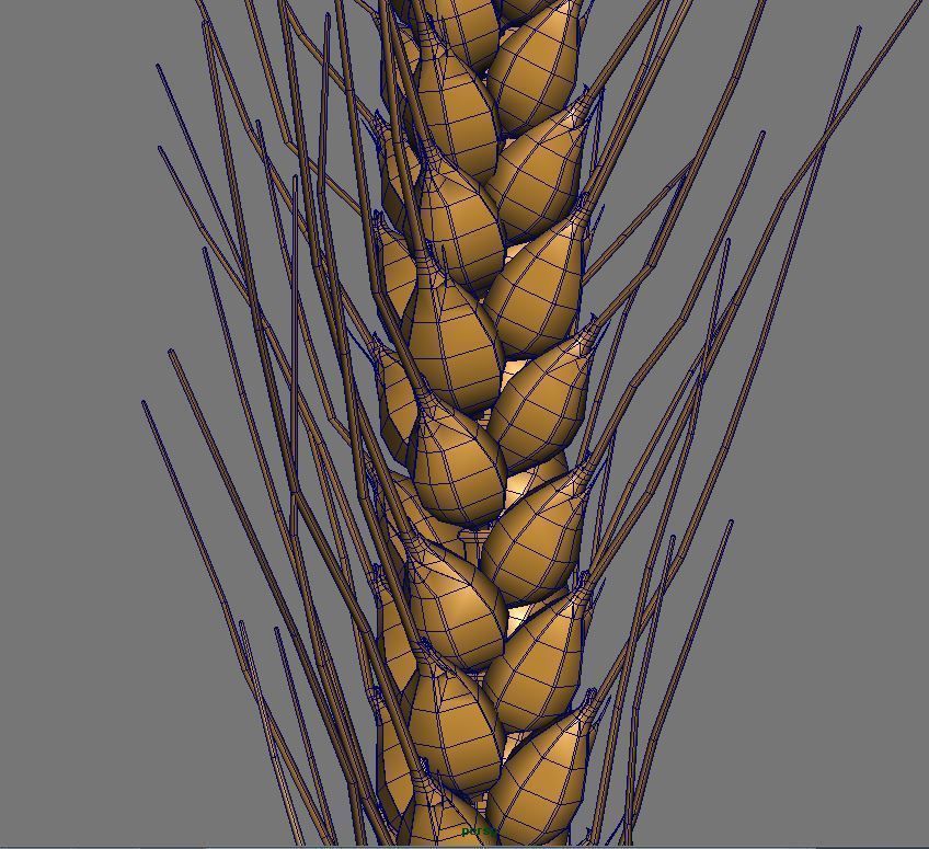 Barley wheat Low-poly 3D model_4