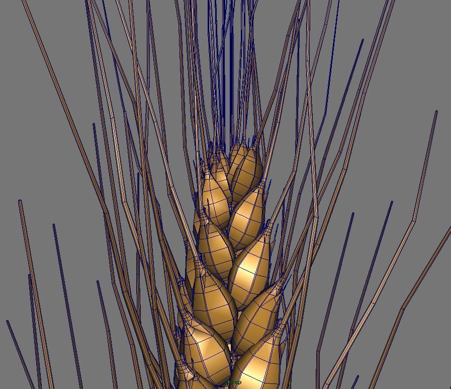 Barley wheat Low-poly 3D model_5