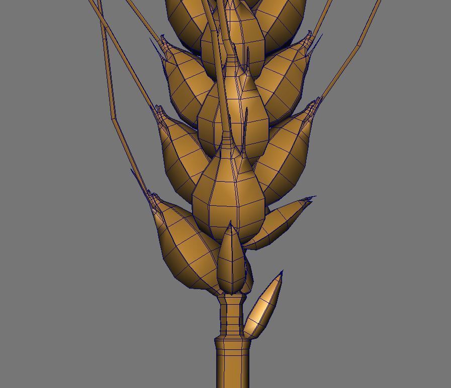 Barley wheat Low-poly 3D model_6