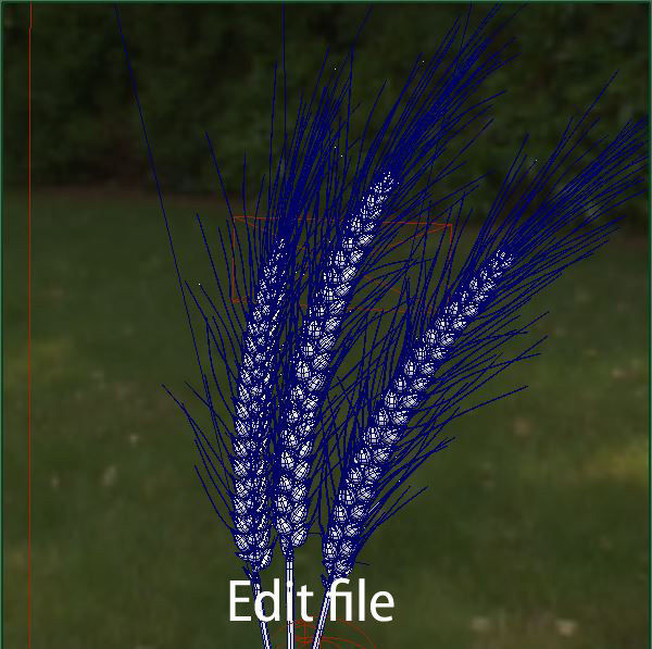 Barley wheat Low-poly 3D model_7