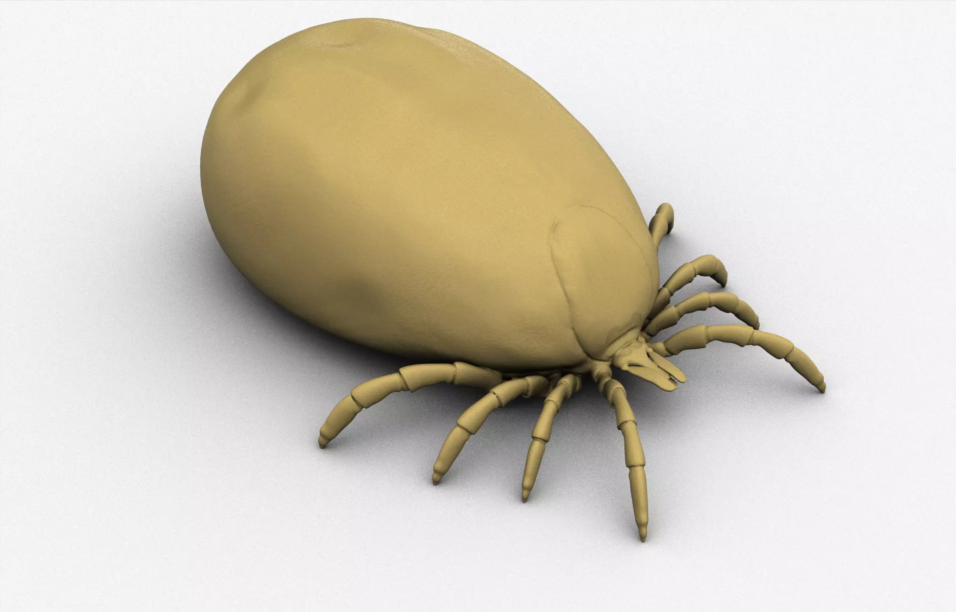 Adult Tick full 3D print model