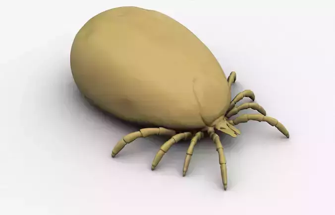 Adult Tick full 3D print model