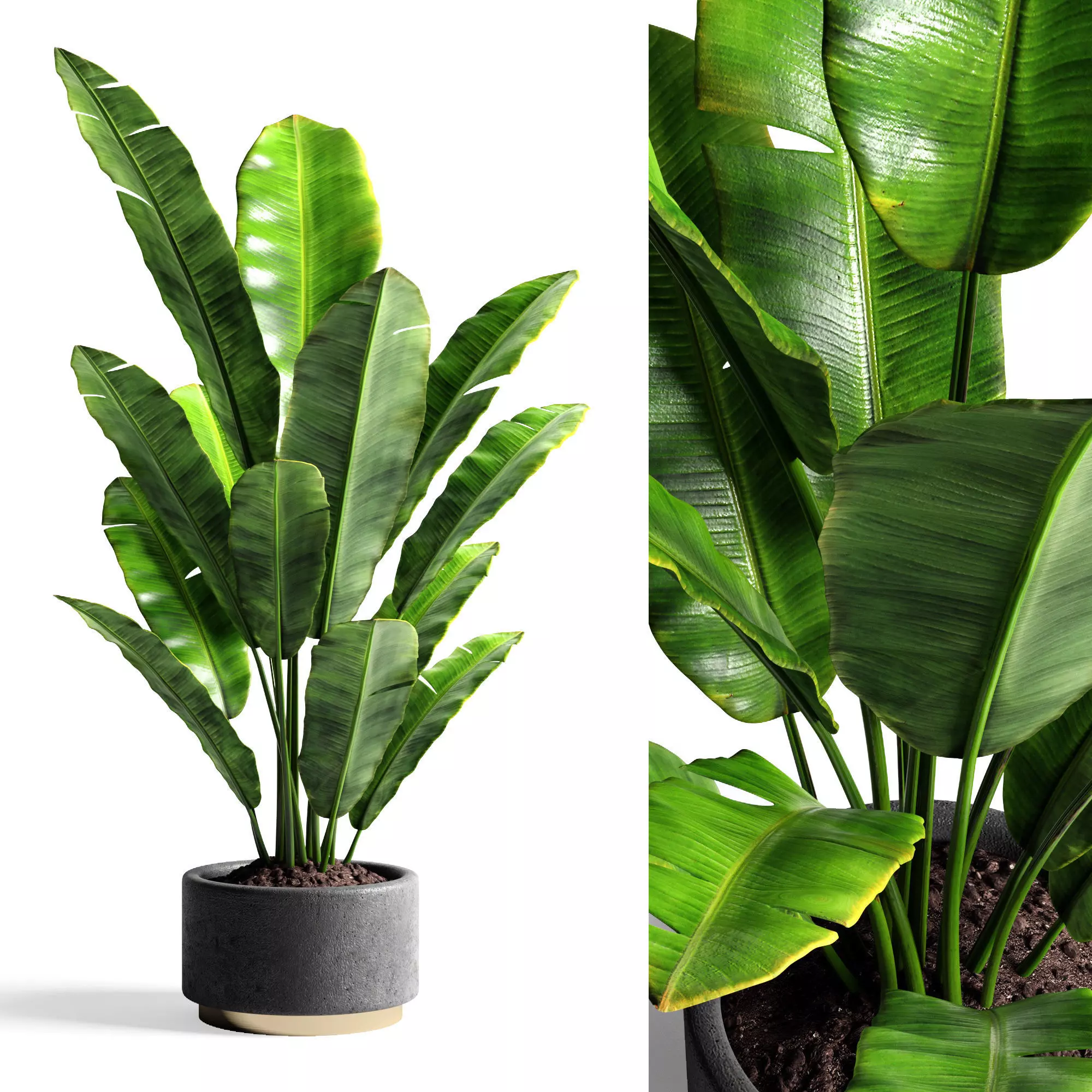 Banana tree 3D model_0