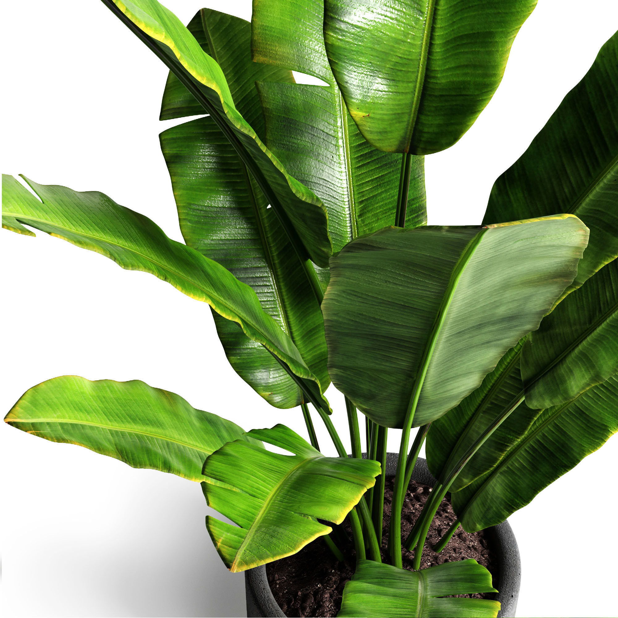 Banana tree 3D model_1