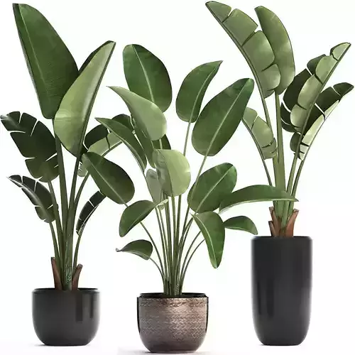 Exotic plants banana tree set 444