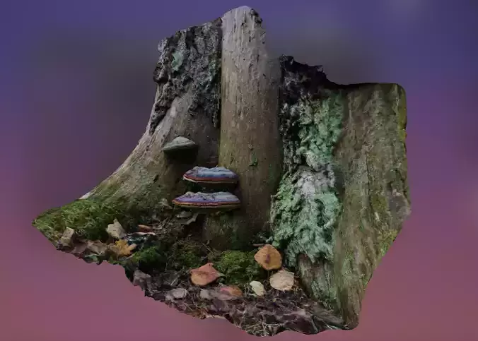 Mushroom On A Tree Stump