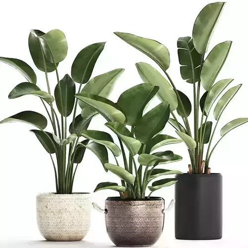 Exotic plants banana tree set 445