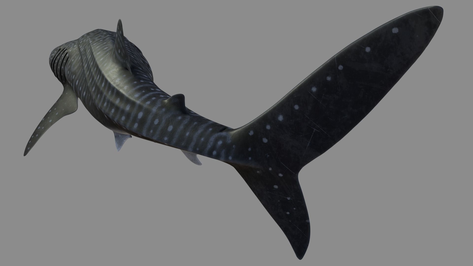 Whale shark rigged and animated for Cinema 4d Low-poly 3D model_10
