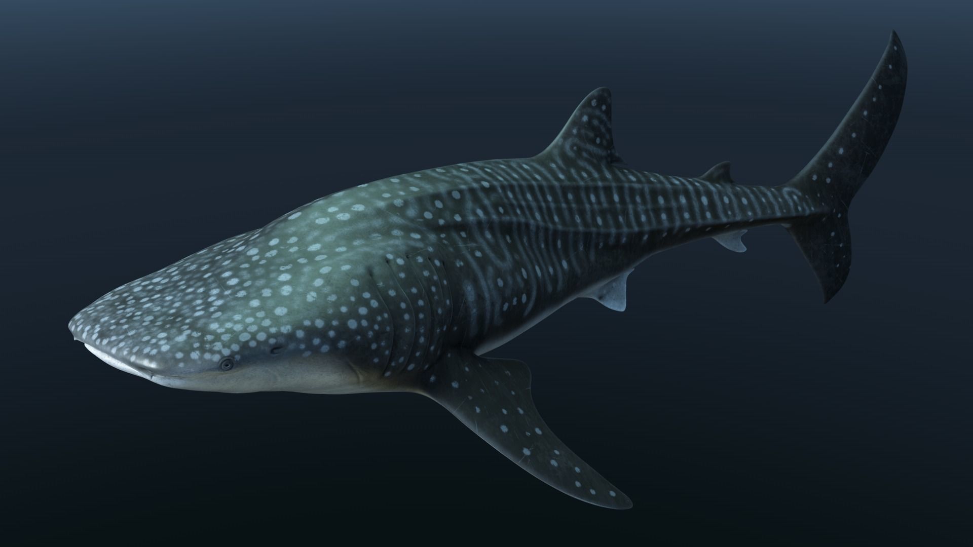 Whale shark rigged and animated for Cinema 4d Low-poly 3D model_5