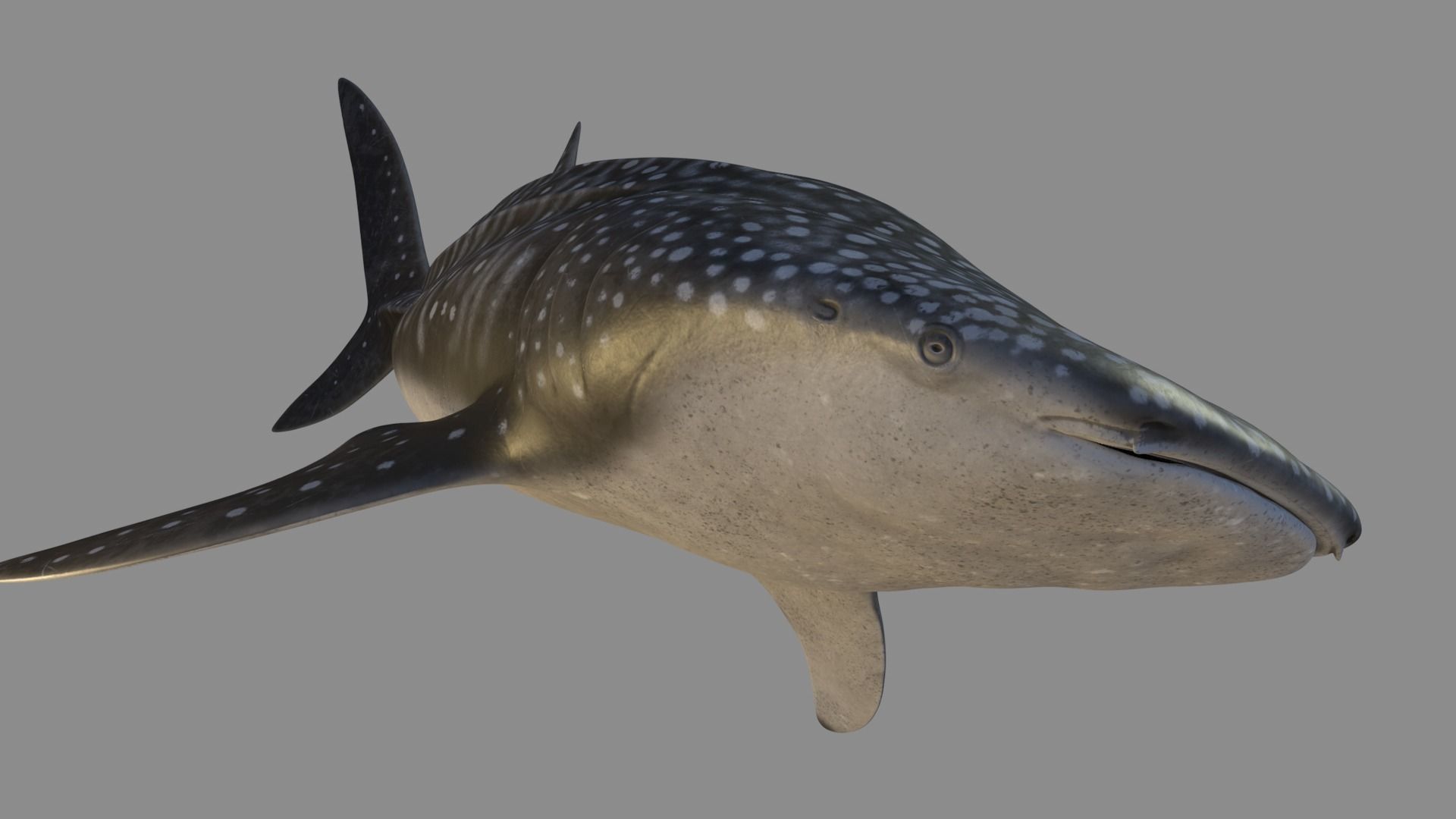 Whale shark rigged and animated for Cinema 4d Low-poly 3D model_2