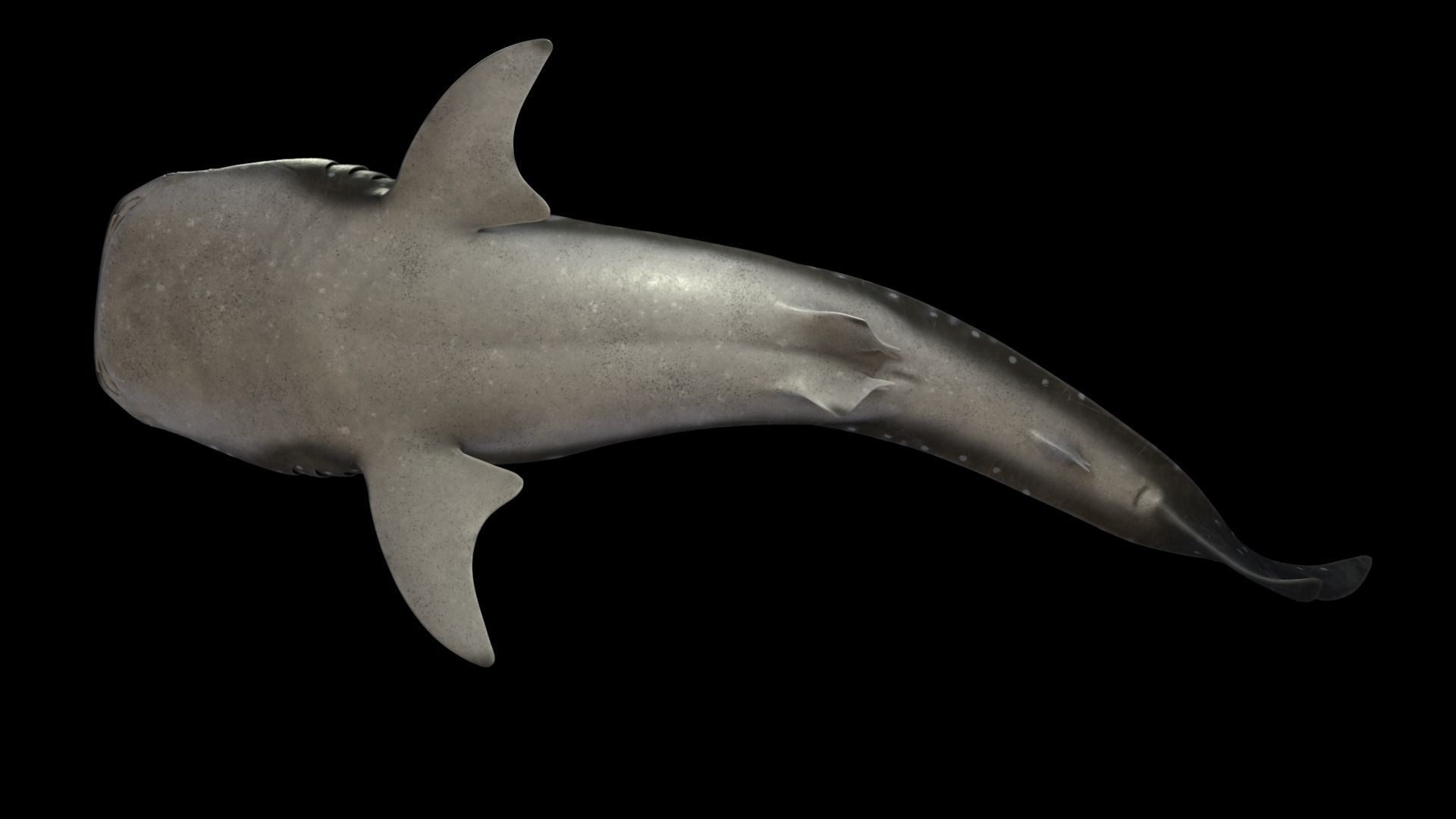 Whale shark rigged and animated for Cinema 4d Low-poly 3D model_4