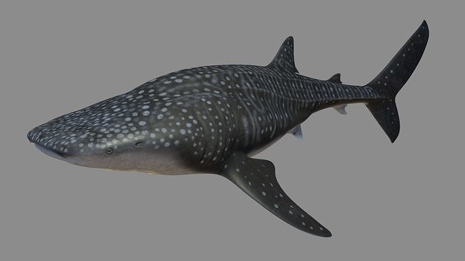 Whale shark rigged and animated for Cinema 4d Low-poly 3D model