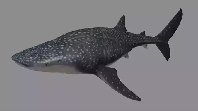 Whale shark rigged and animated for Cinema 4d Low-poly 3D model