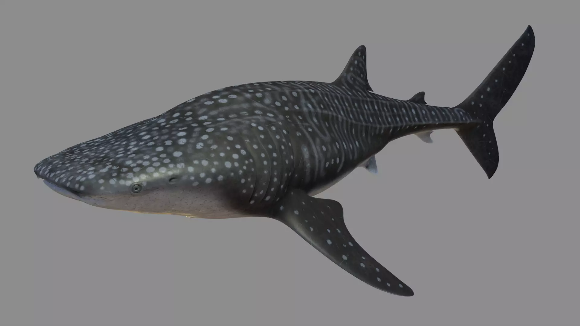 Whale shark rigged and animated for Cinema 4d Low-poly 3D model_0