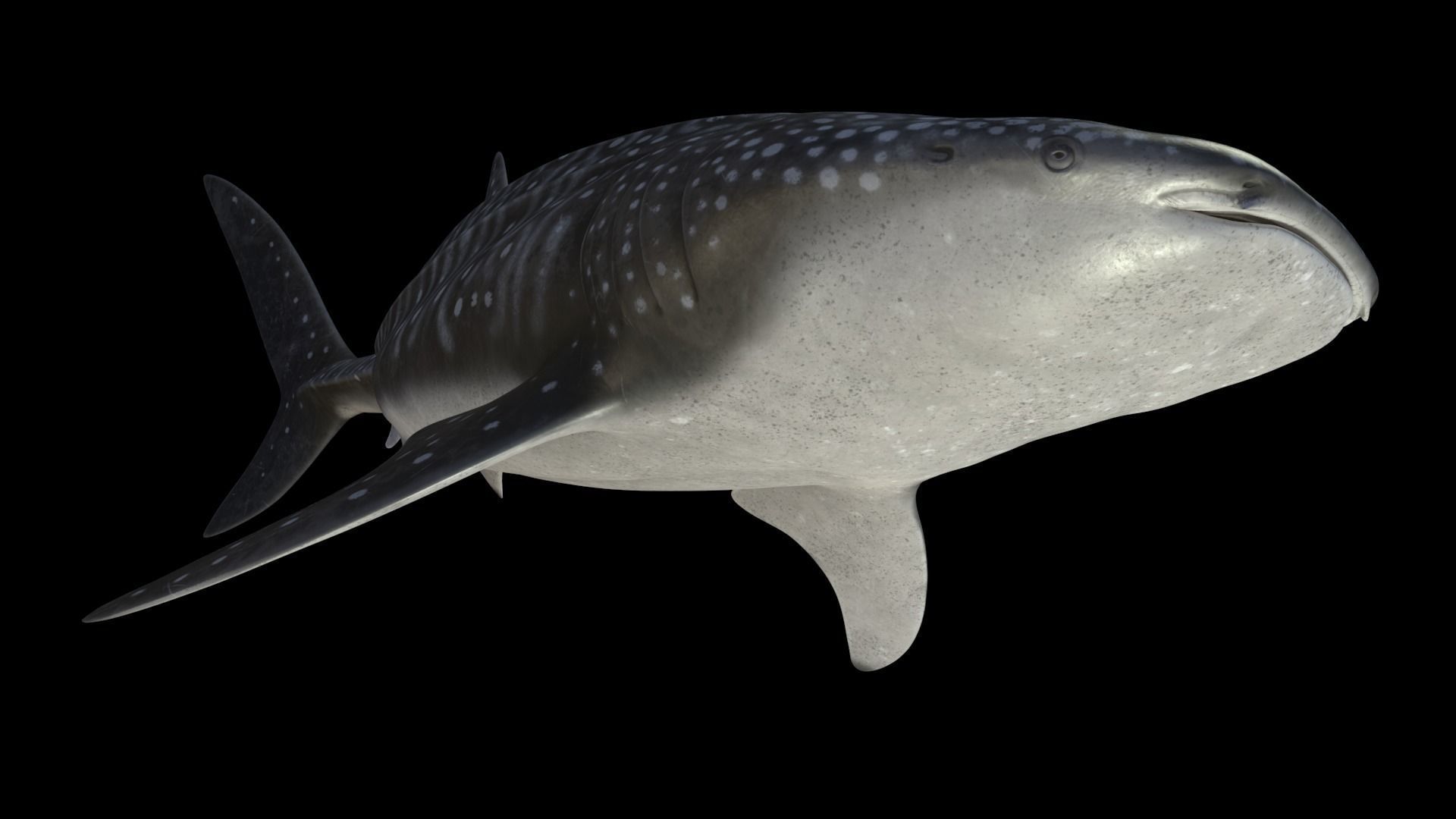 Whale shark rigged and animated for Cinema 4d Low-poly 3D model_11