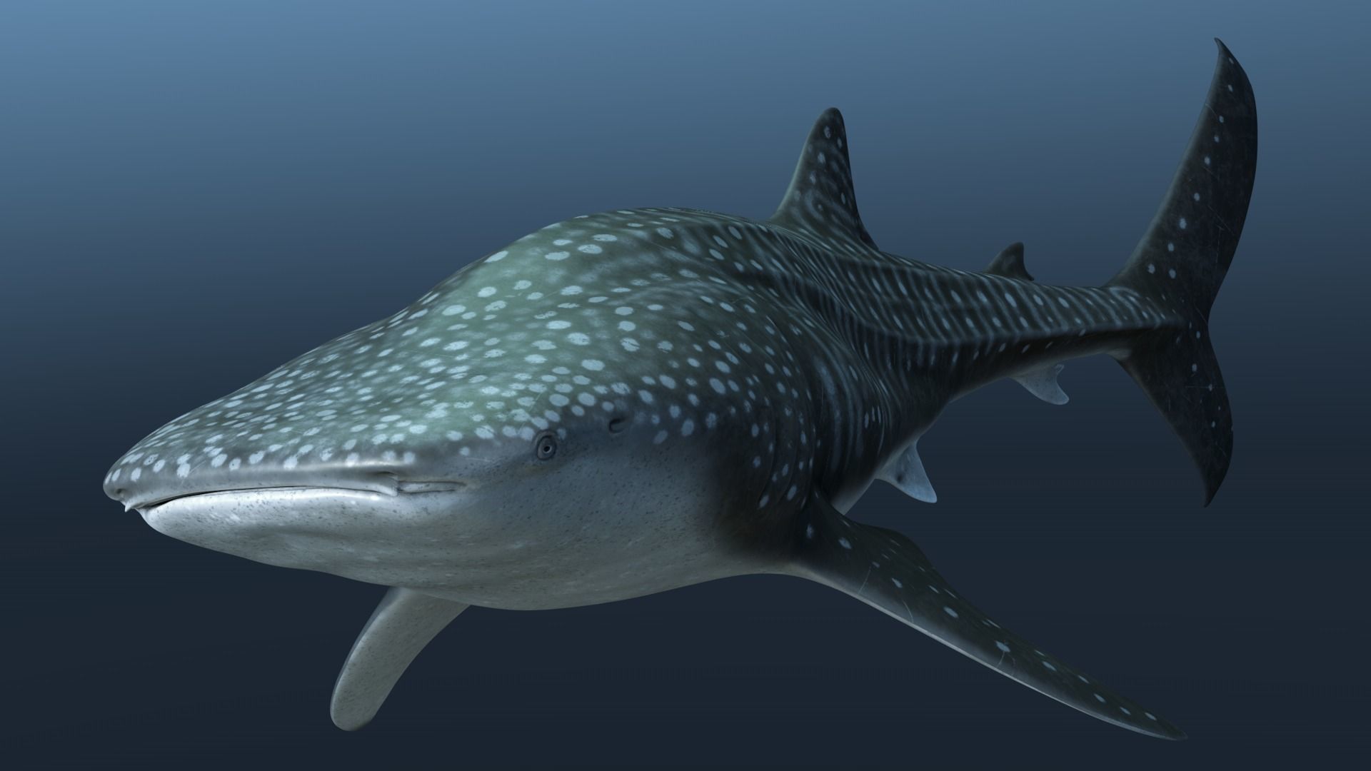Whale shark rigged and animated for Cinema 4d Low-poly 3D model_7