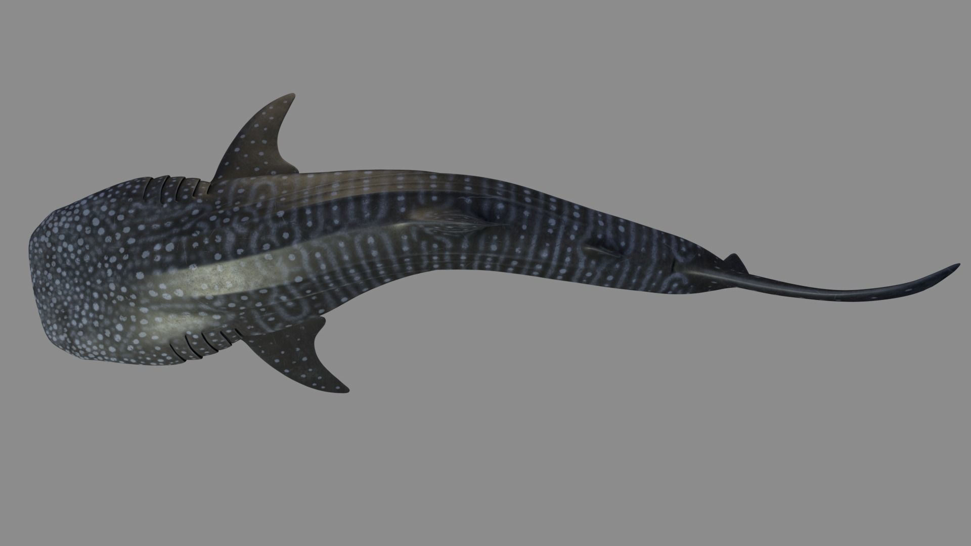 Whale shark rigged and animated for Cinema 4d Low-poly 3D model_3