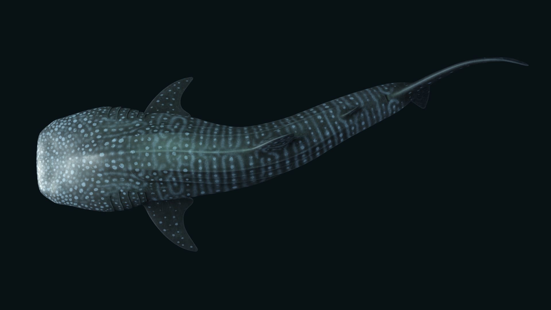 Whale shark rigged and animated for Cinema 4d Low-poly 3D model_6