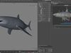 Whale shark rigged and animated for Cinema 4d Low-poly 3D model_1