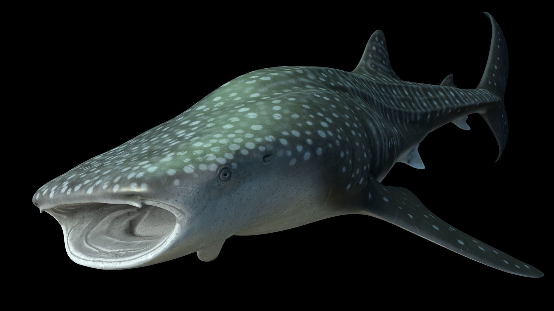 Whale shark rigged and animated for Cinema 4d Low-poly 3D model_8