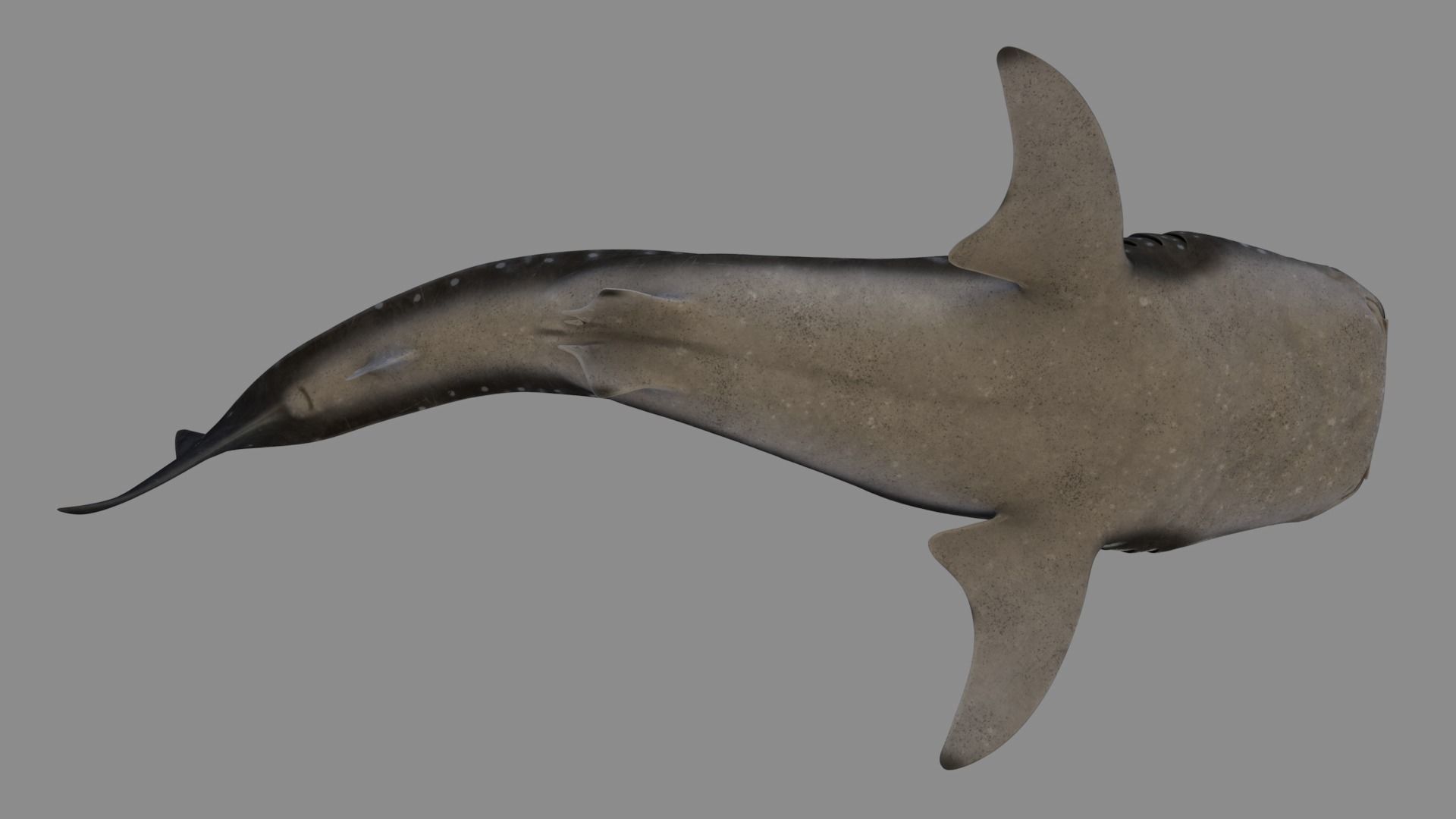Whale shark rigged and animated for Cinema 4d Low-poly 3D model_9