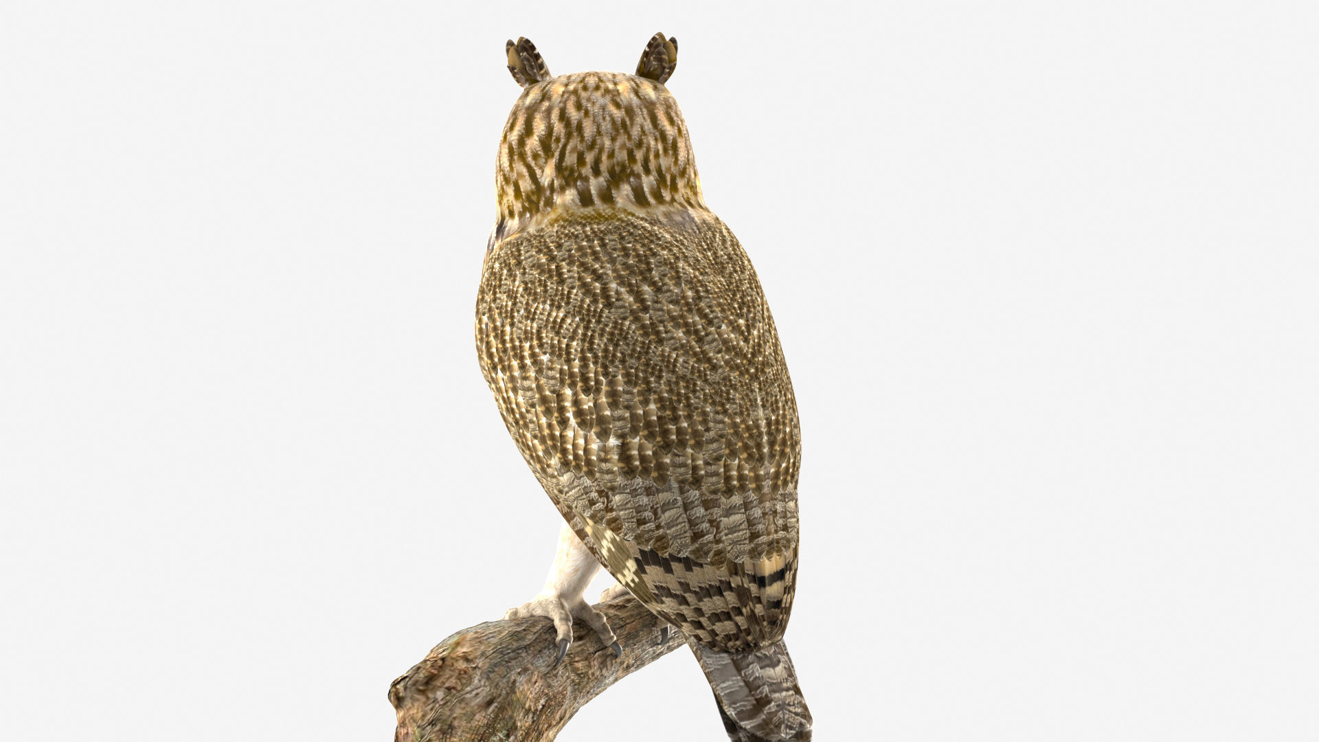Great Horned Owl 3D model_3