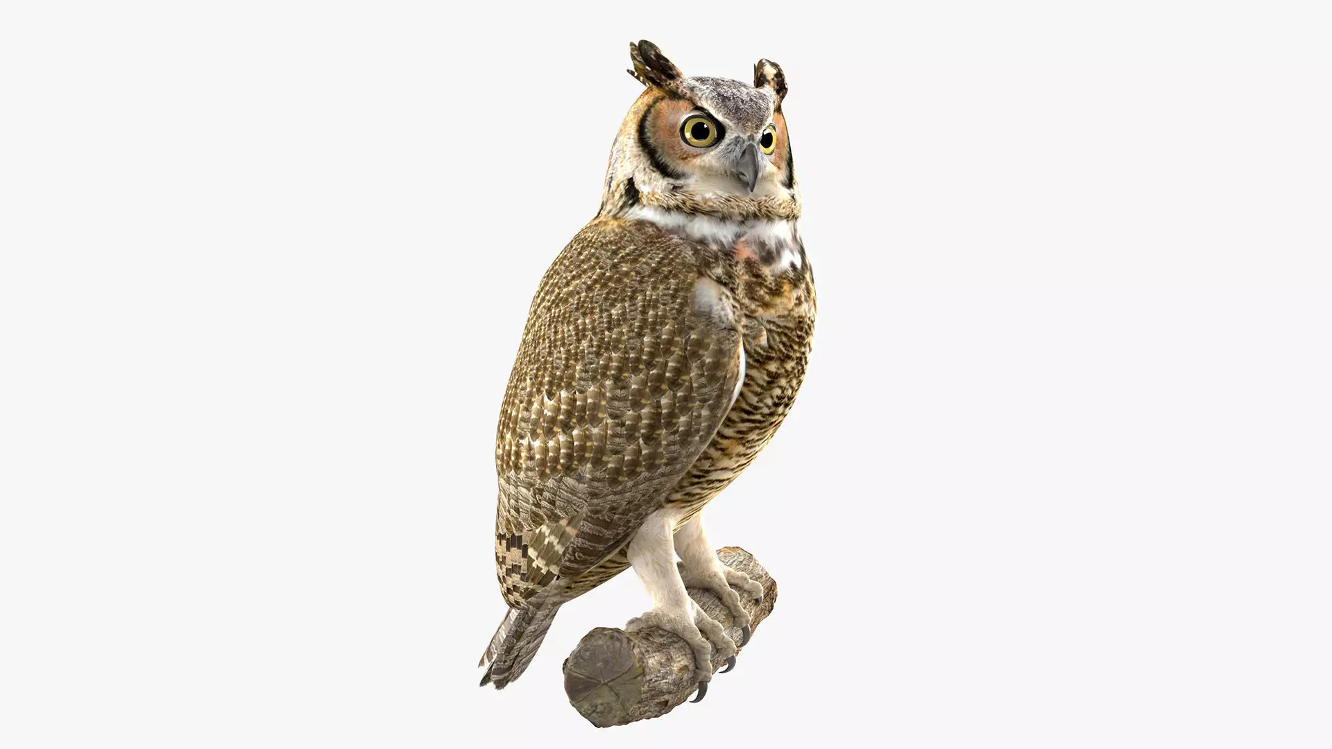 Great Horned Owl 3D model_0