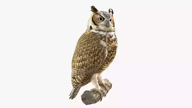 Great Horned Owl 3D model