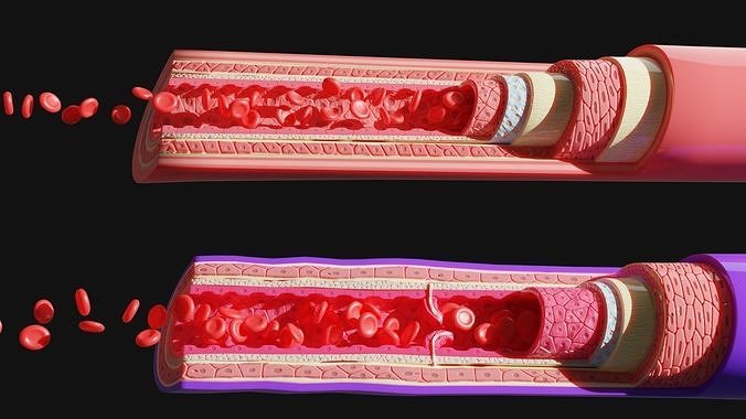 Blood vessels anatomy 4K 3D model