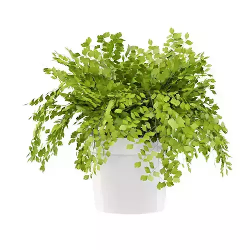 Maidenhair ferns plant 4