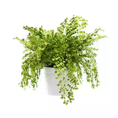 Maidenhair ferns plant 3