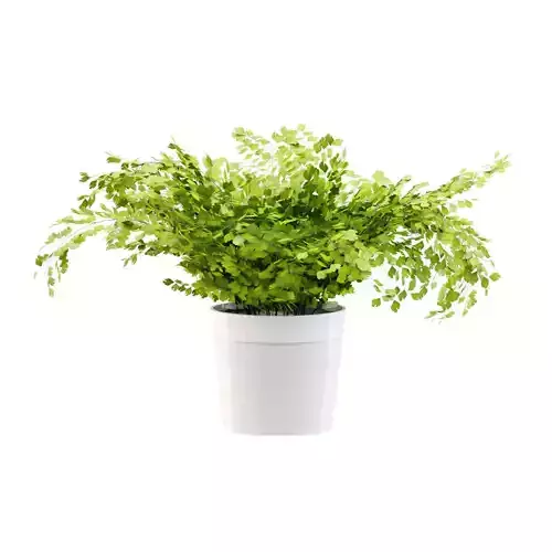 Maidenhair ferns plant 2