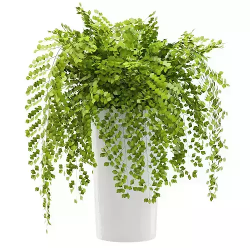 Maidenhair ferns long plant 1