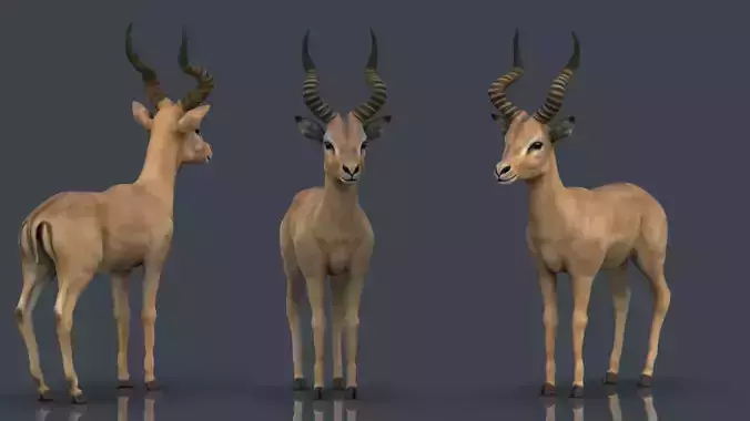 Impala antelope Low-poly 3D model