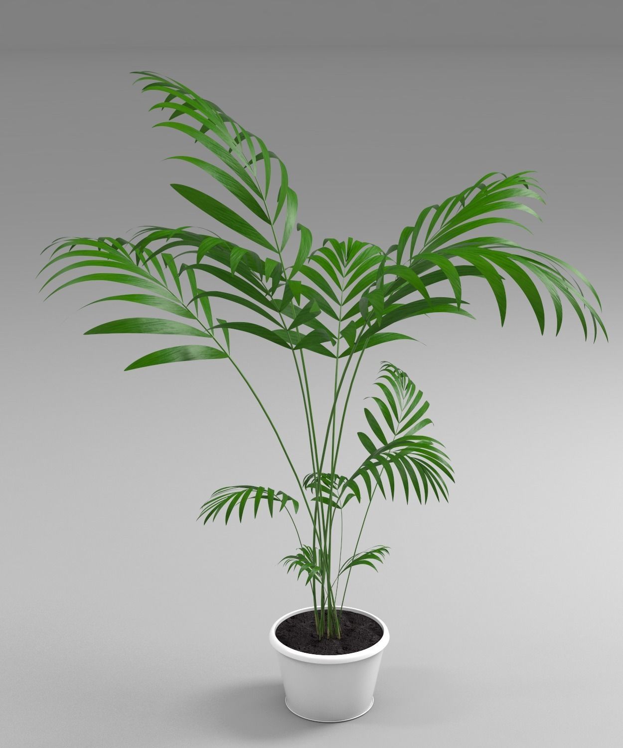 plant palm tree in pot 3D model_1