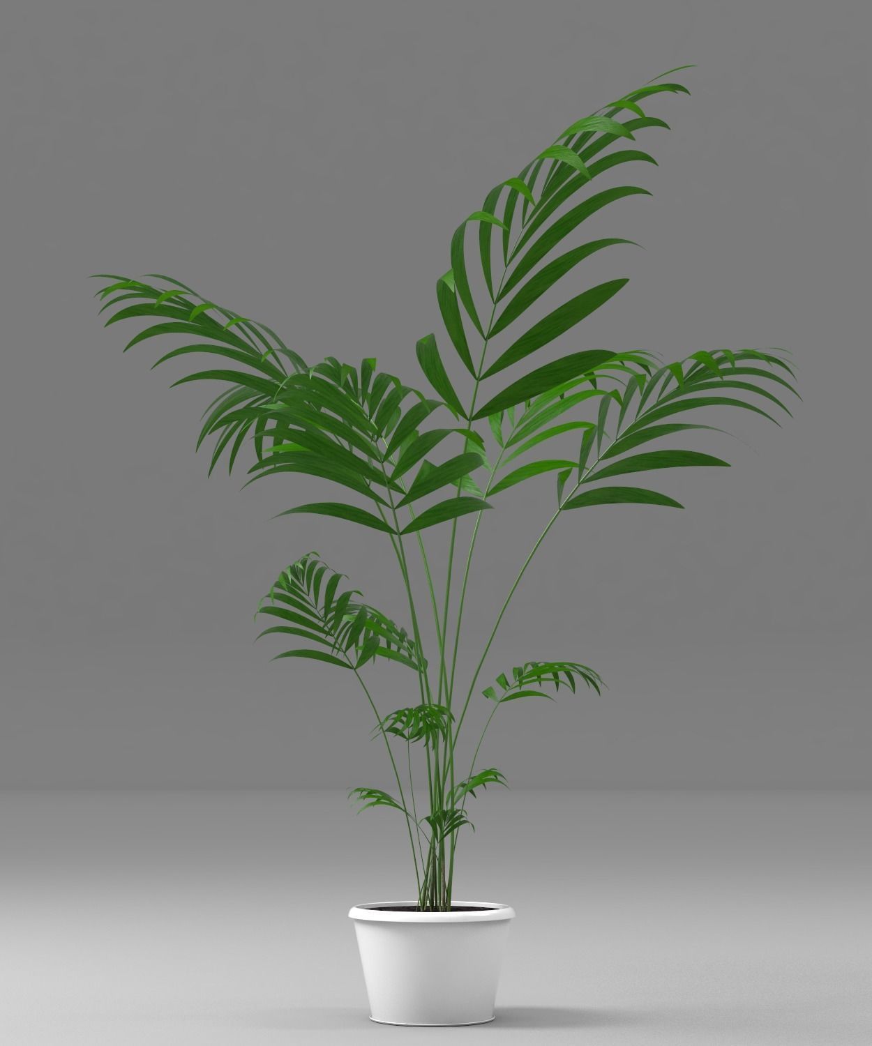 plant palm tree in pot 3D model_4